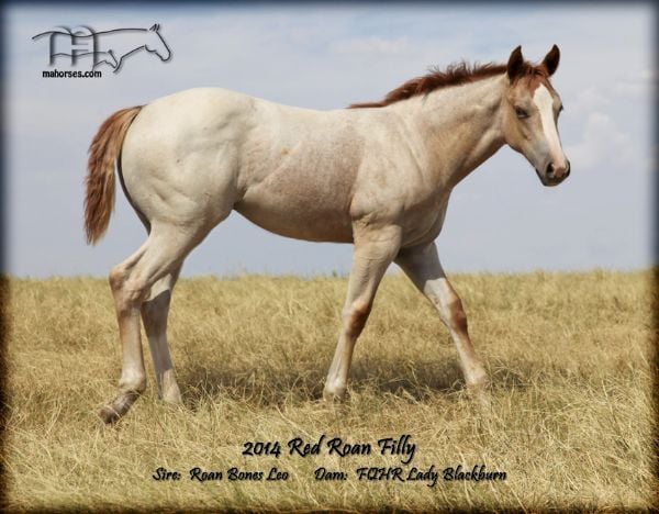 FQHR LADY BLACKBURN'S 2014 FILLY